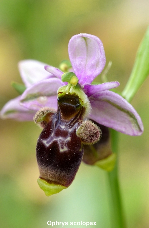 Andalusia: le orchidee e Grandi Pietre  marzo-aprile 2023.